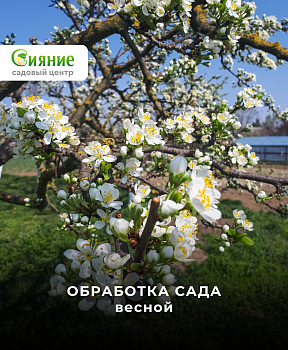 Обработка сада от вредителей и болезней