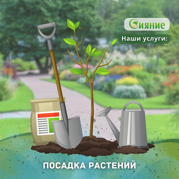Посадка растений