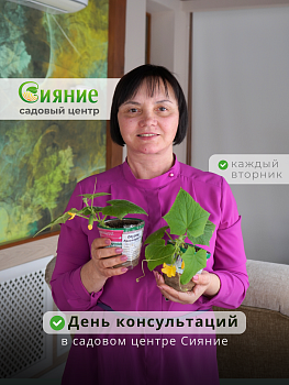День консультаций в нашем садовом центре