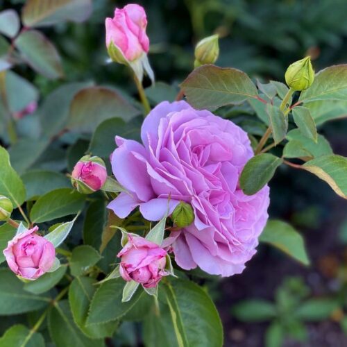 Love-Song-Rose2.jpg Love-Song-Rose2.jpg