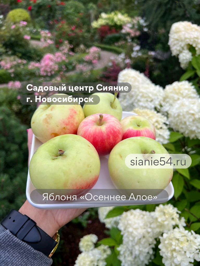 IMG_7374 (1).PNG