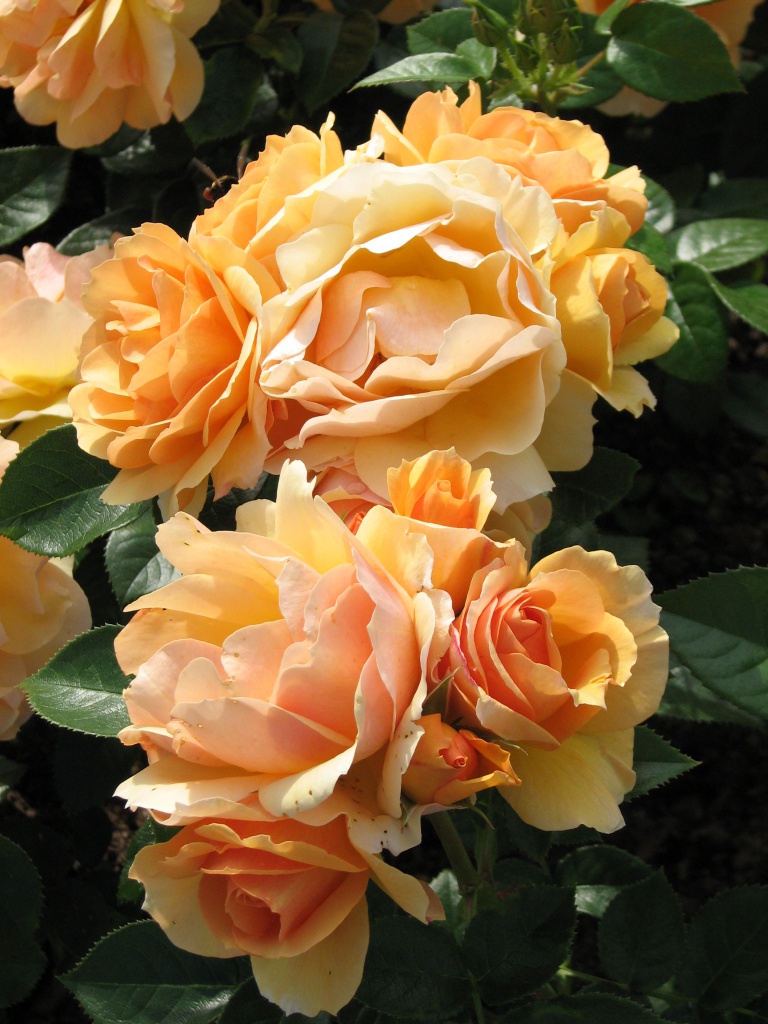 Rosa_'Hansestadt_Rostock'_04.jpg