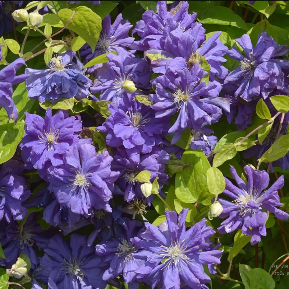 floral_dance2.JPG