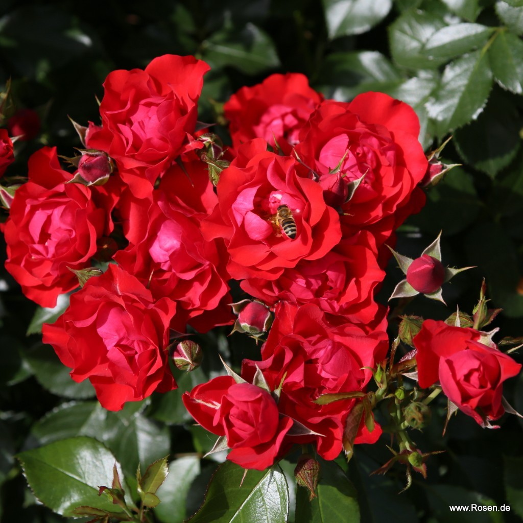 Black_Forest_Rose_5.jpg Black_Forest_Rose_5.jpg