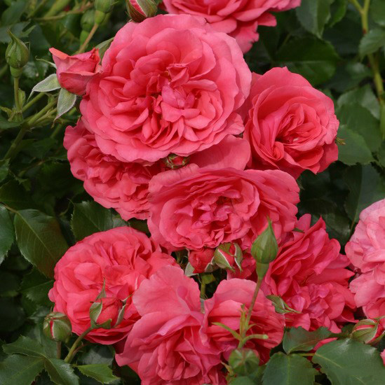Rosarium Uetersen1.jpg