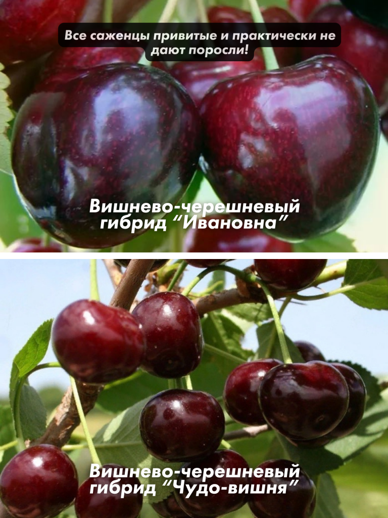 8.png 8.png