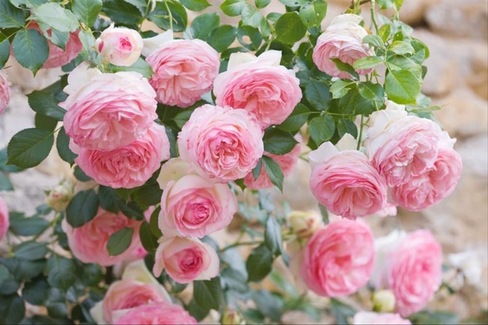 eden rose2.jpg eden rose2.jpg