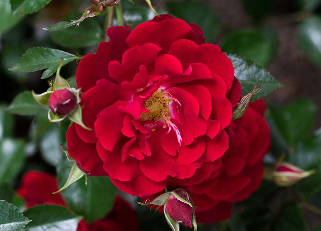 1650505483_8-vsegda-pomnim-com-p-roza-khellou-foto-8.jpg 1650505483_8-vsegda-pomnim-com-p-roza-khellou-foto-8.jpg