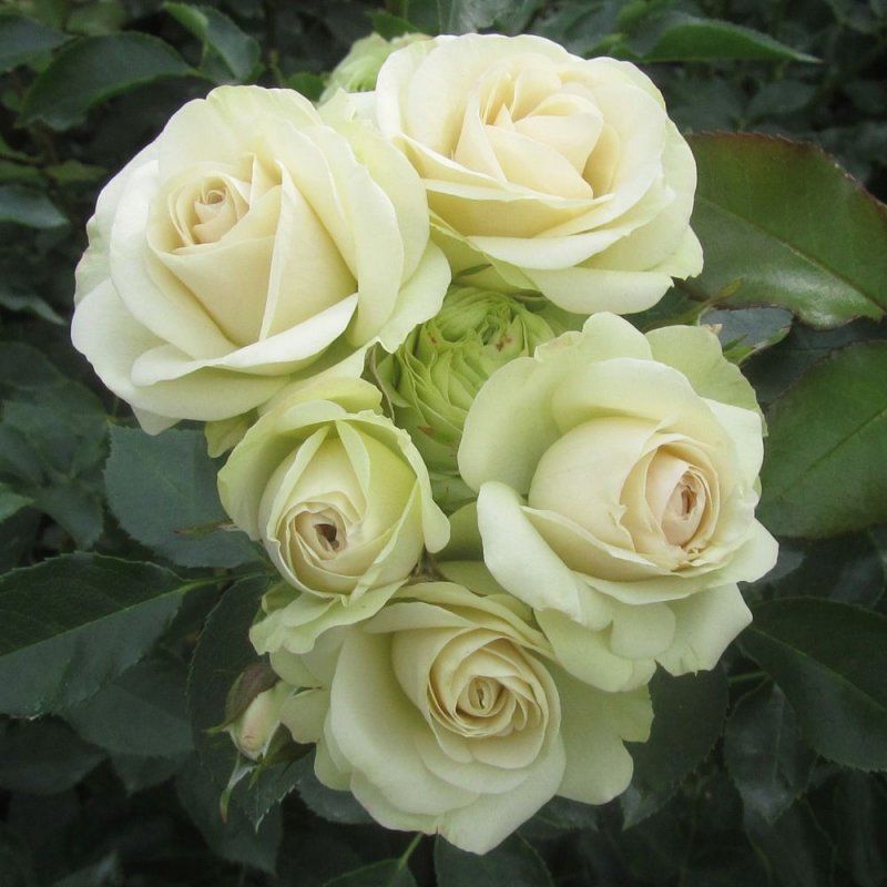 lovely green1.jpg lovely green1.jpg