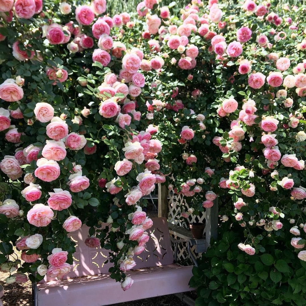 eden rose1.jpg eden rose1.jpg