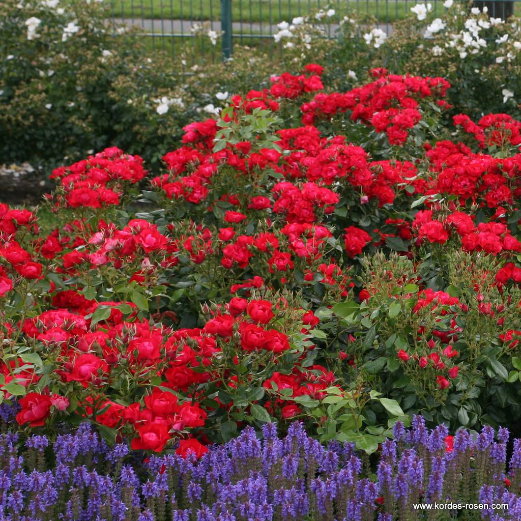 Black_Forest_Rose_3.jpg Black_Forest_Rose_3.jpg