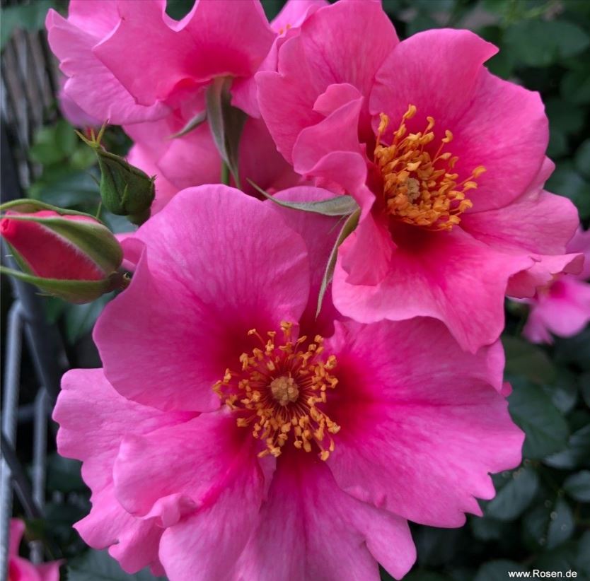 See You in Pink.JPG