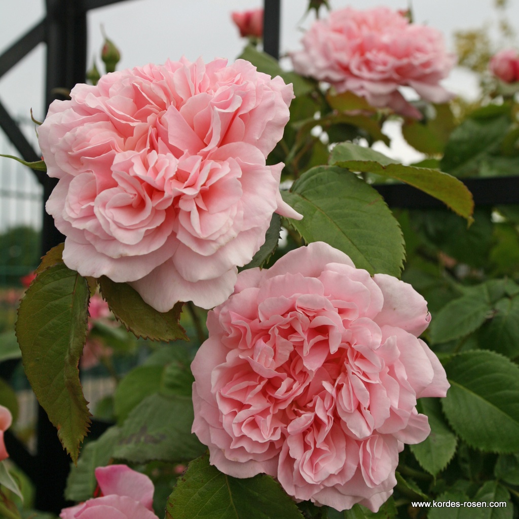 Rose_de_Tolbiac_4.jpg