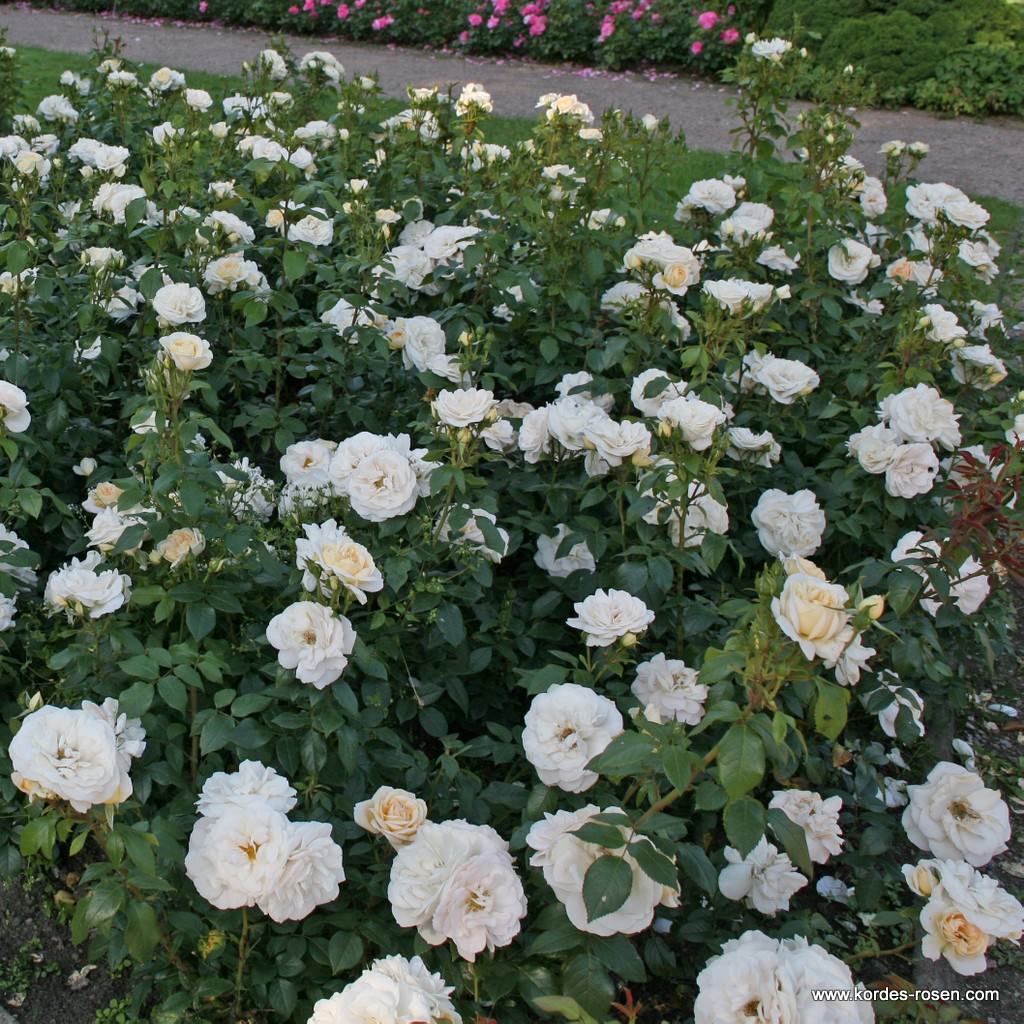 Lions_Rose_31DvrEjRQW8Ghd.jpg Lions_Rose_31DvrEjRQW8Ghd.jpg