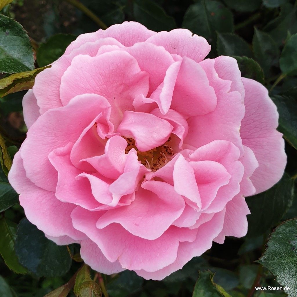 sommerwind_6_1920x1920.jpg