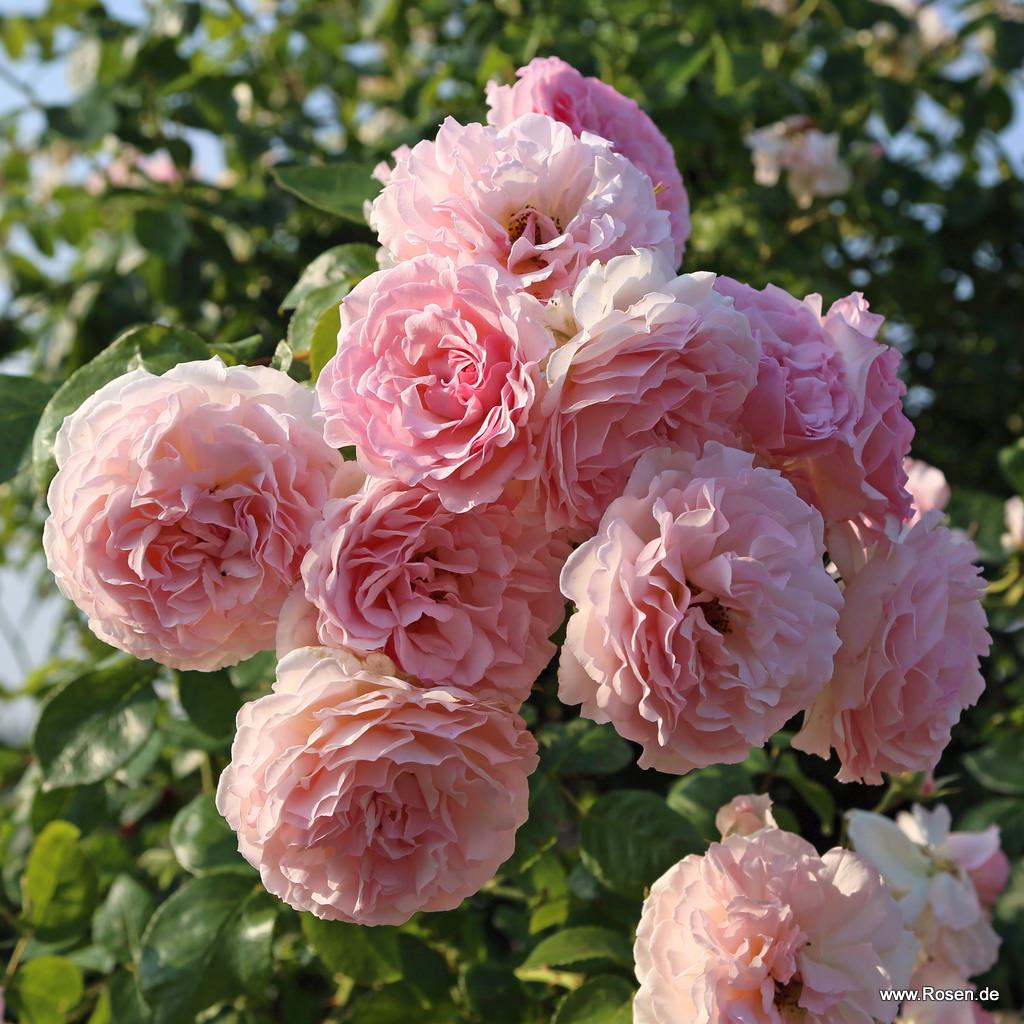 Rose_de_Tolbiac_5.jpg