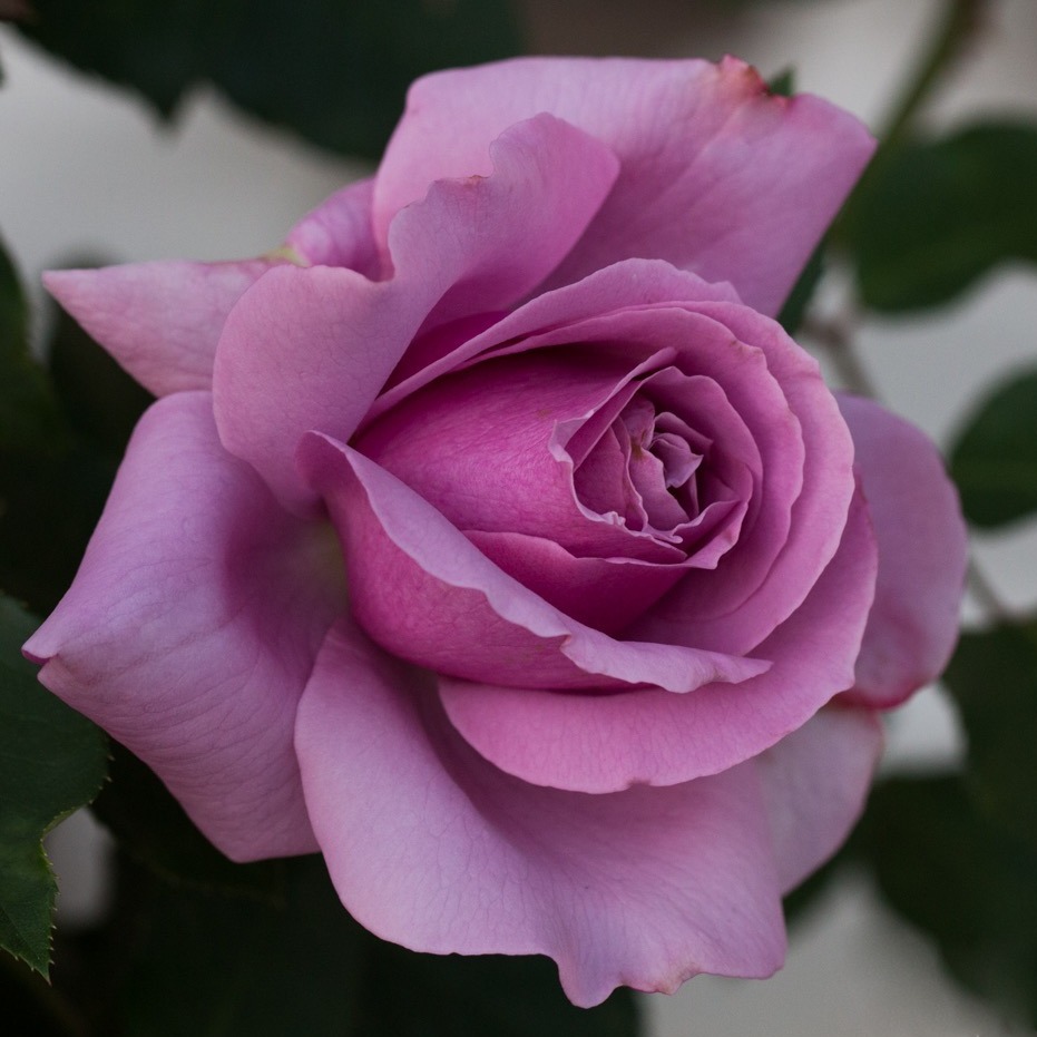 Love-Song_I_001.jpg Love-Song_I_001.jpg