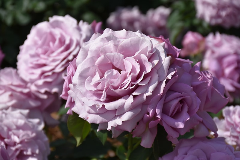 Love-Song-Rose.jpg Love-Song-Rose.jpg