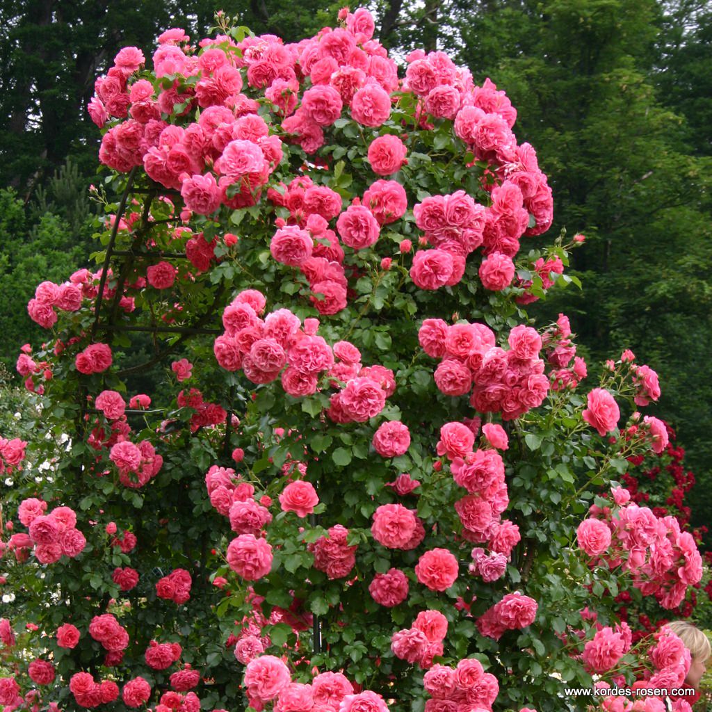 Rosarium_Uetersen_3tg7Xveu7DaAj3.jpg