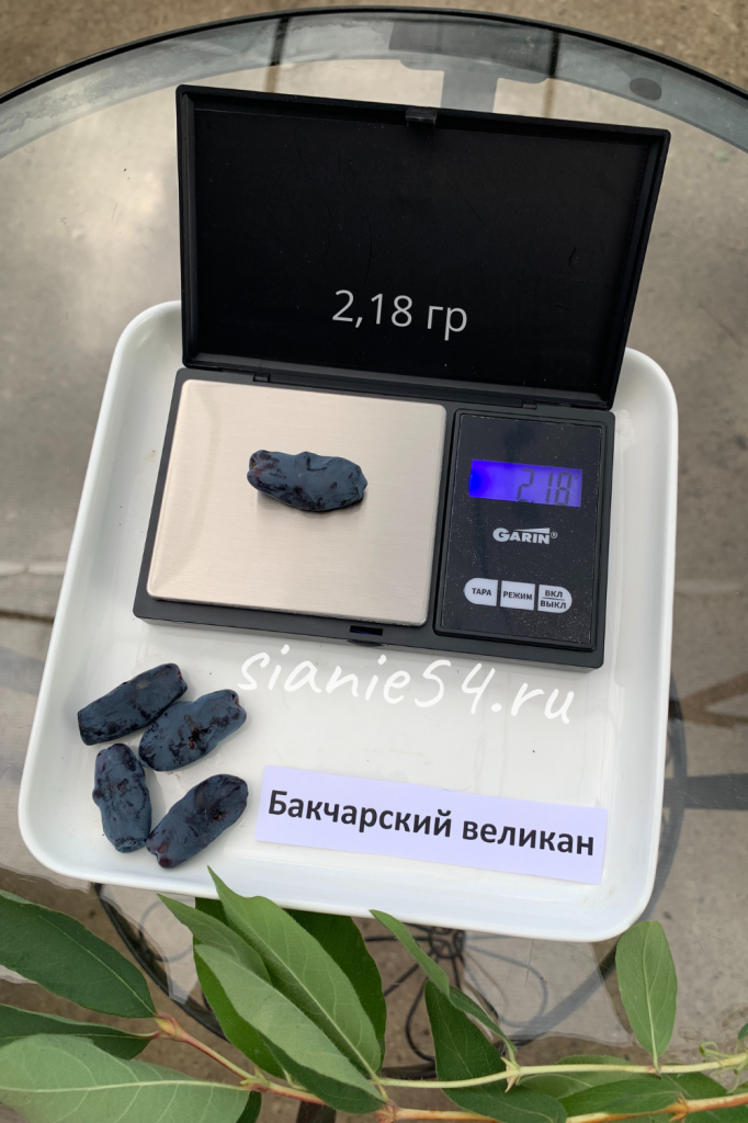 Жимолость сорта (2).png