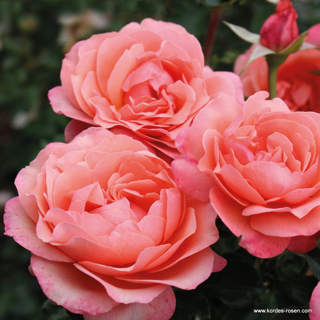 Coral-Lions-Rose_02.jpg Coral-Lions-Rose_02.jpg