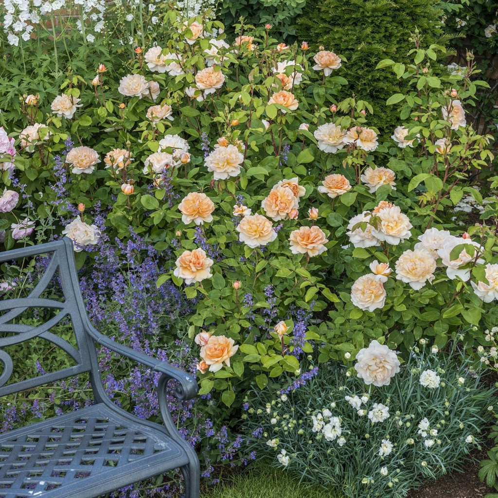 The-Lady-Gardener`.jpg