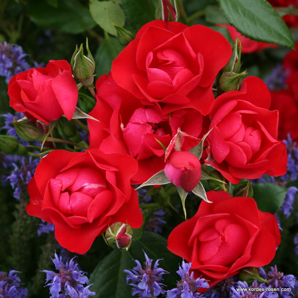 Black_Forest_Rose_0.jpg Black_Forest_Rose_0.jpg