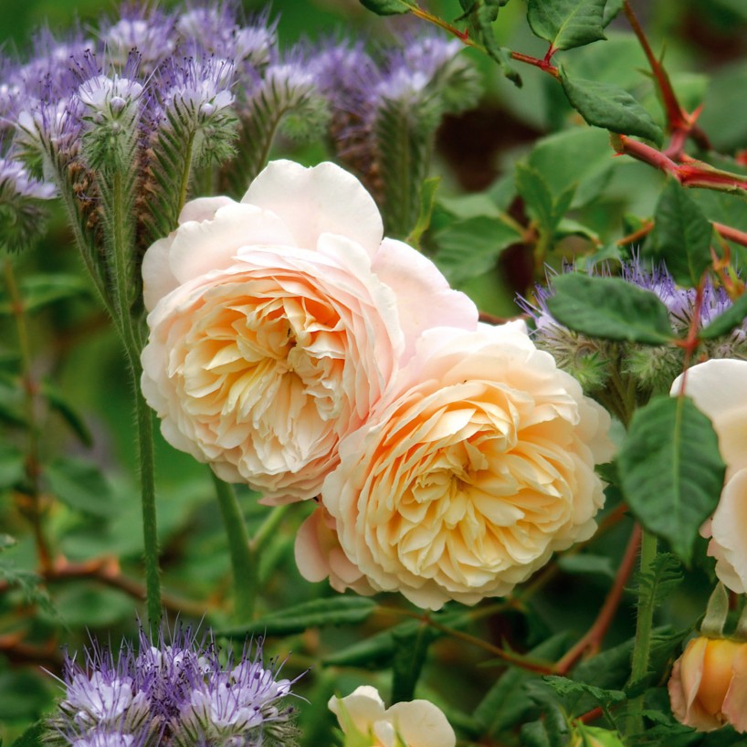 crocus-rose-1.jpg