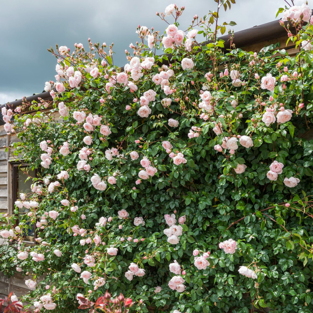 the generose gardener5.jpg the generose gardener5.jpg