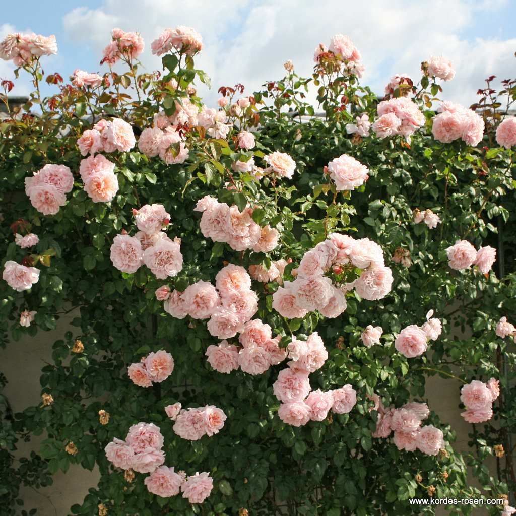 Rose_de_Tolbiac_3OlpzEATPwxTdx.jpg