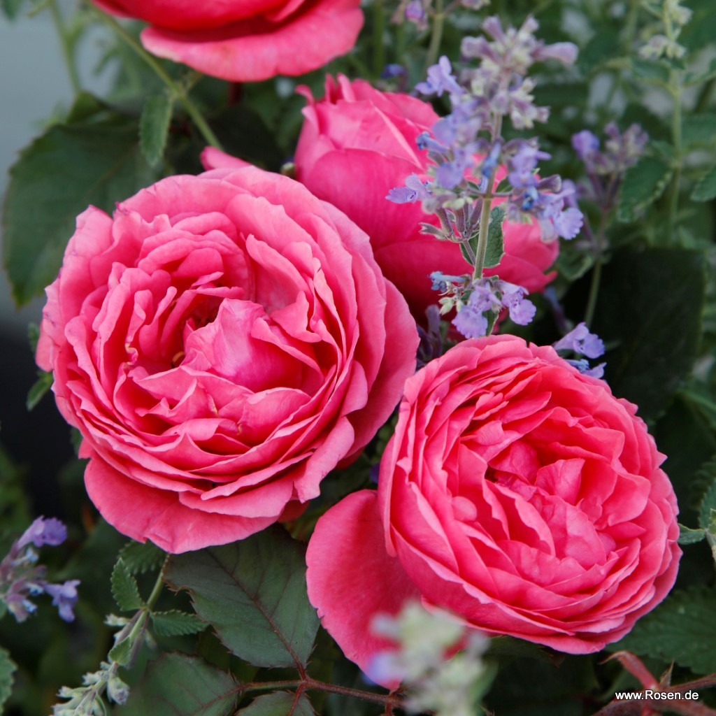 Gartenprinzessin_Marie_Jose_5.jpg Gartenprinzessin_Marie_Jose_5.jpg