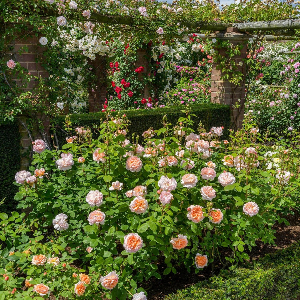 The-Lady-Gardener2.jpg