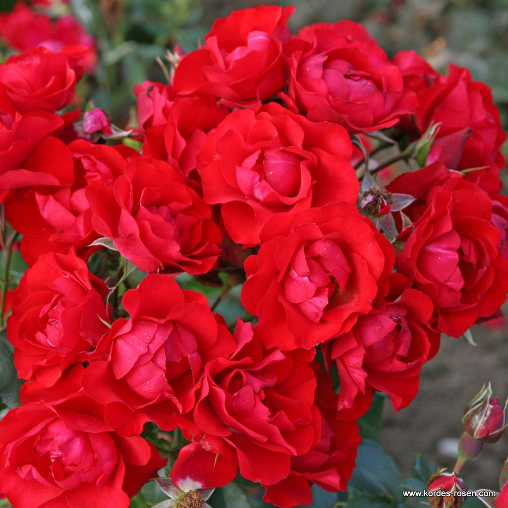 Black_Forest_Rose_1.jpg Black_Forest_Rose_1.jpg