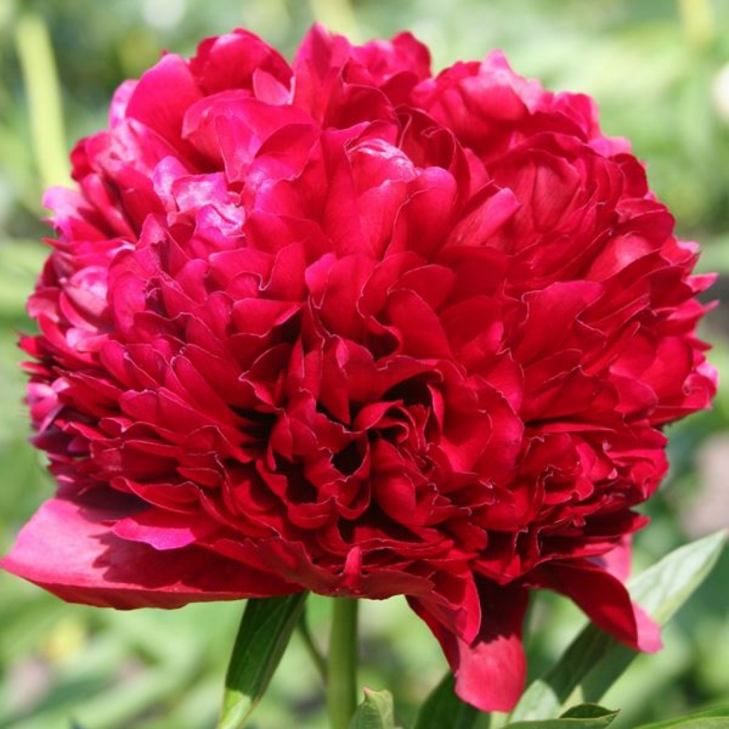 red grace1.jpg red grace1.jpg