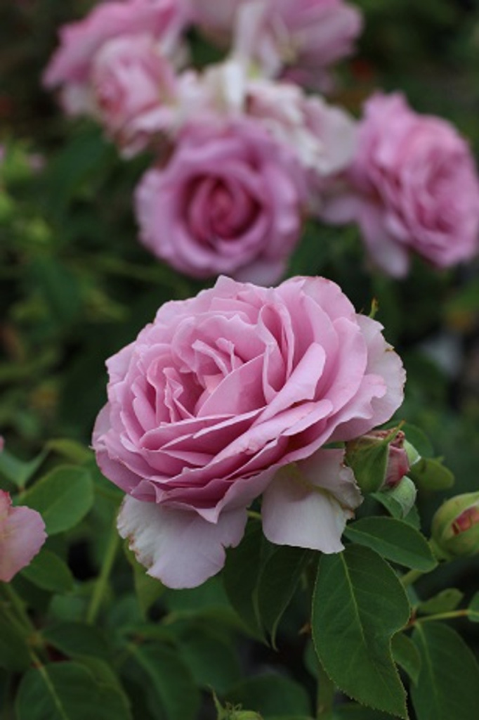 Love-Song-Rose1.jpg Love-Song-Rose1.jpg