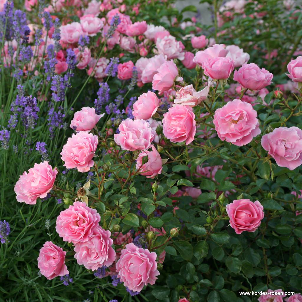 sommerwind_3_1920x1920.jpg