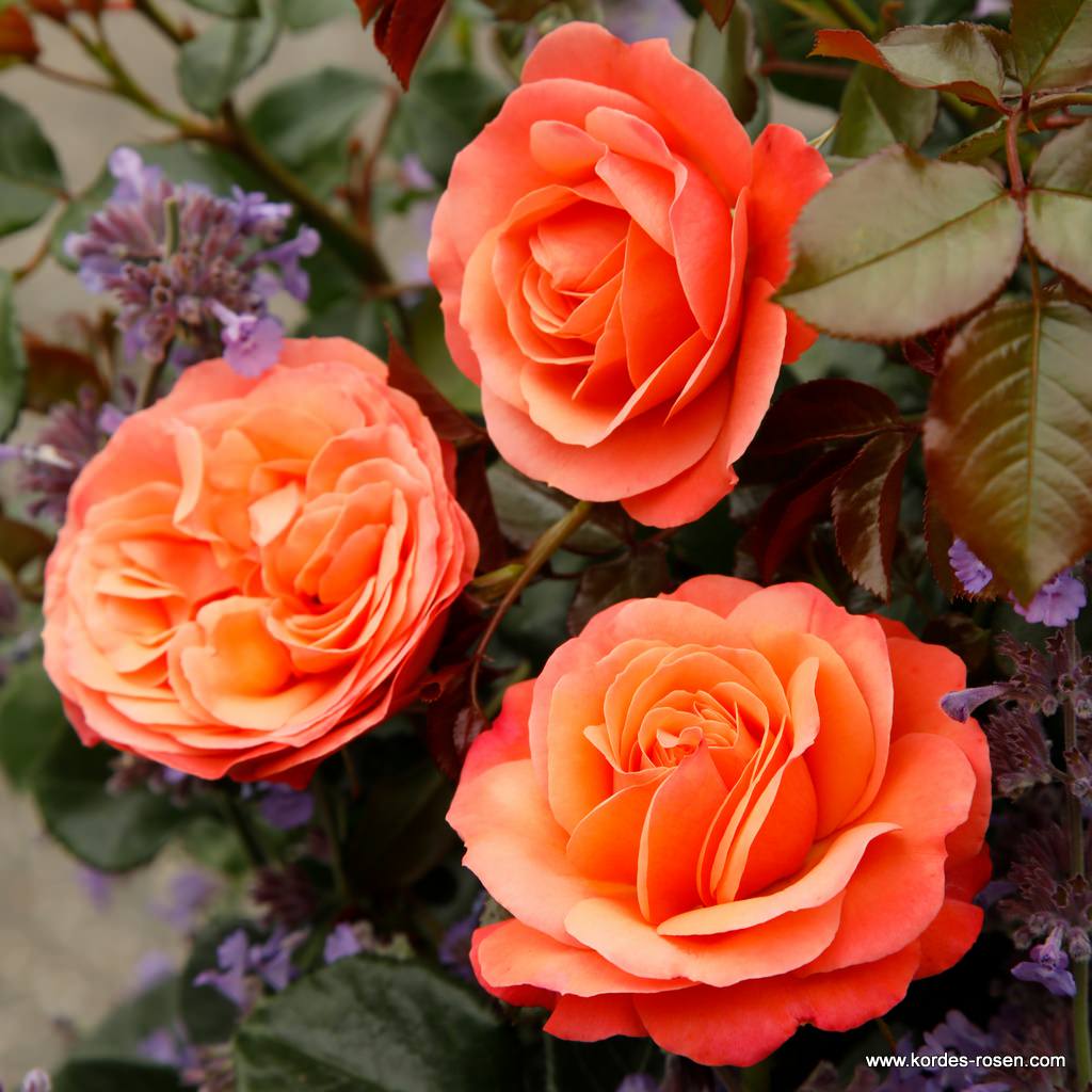 Coral-Lions-Rose_04.jpg Coral-Lions-Rose_04.jpg