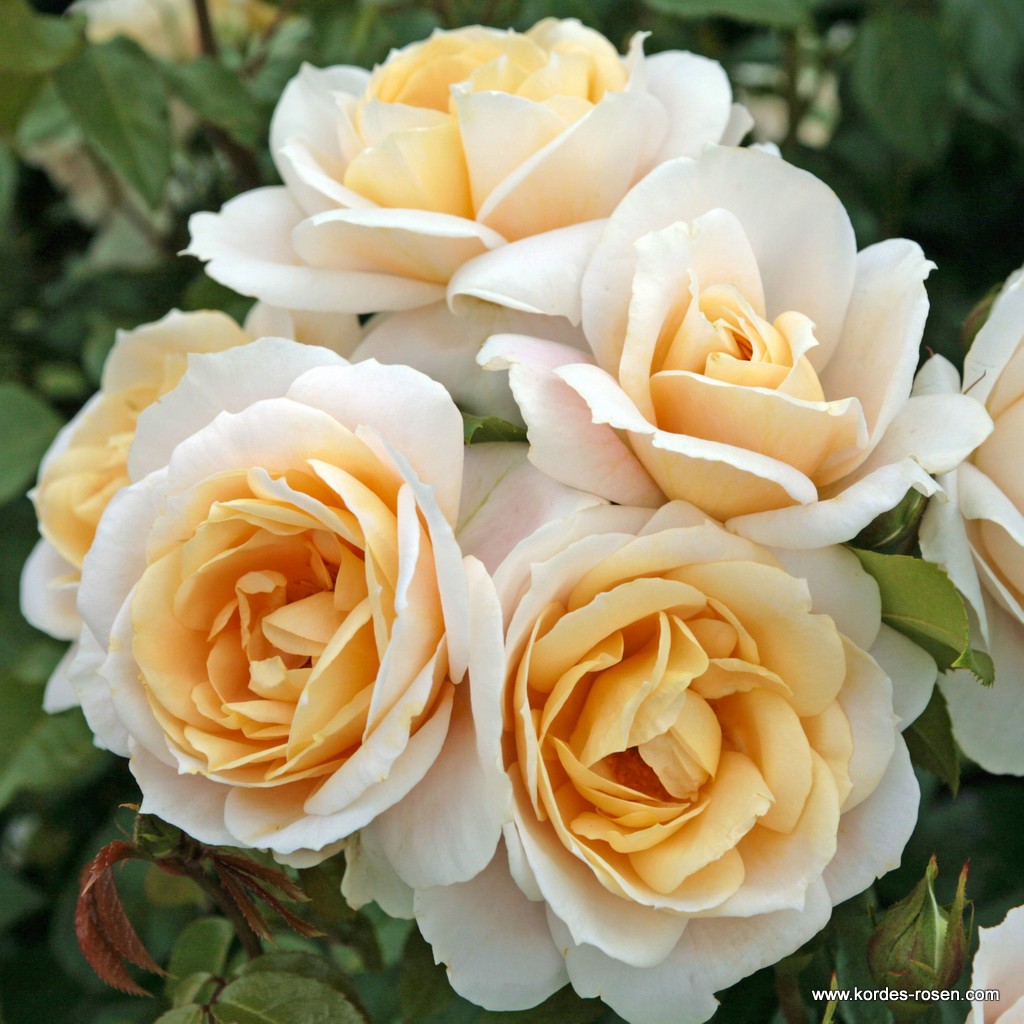 Lions_Rose_2.jpg Lions_Rose_2.jpg