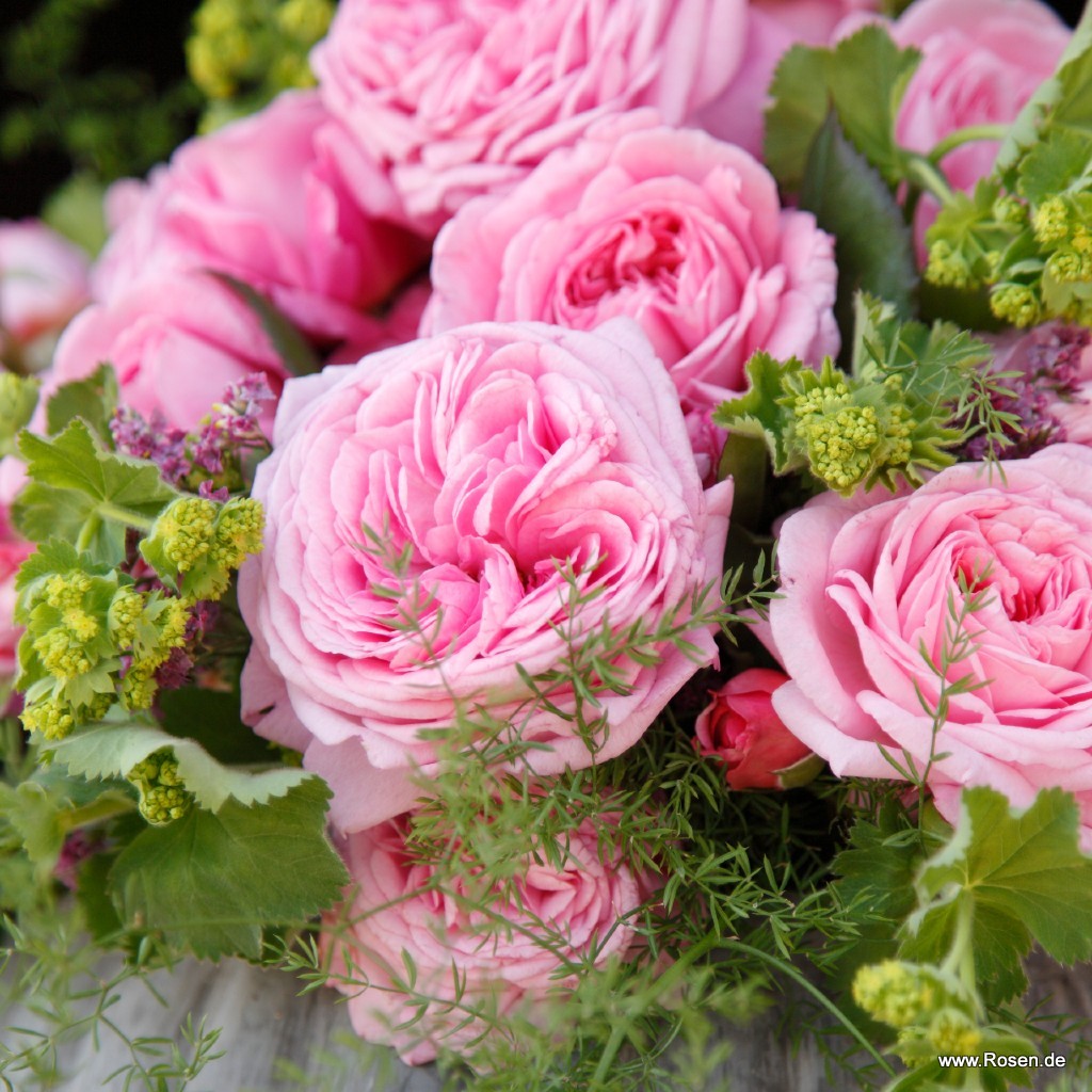 Rosengraefin_Marie-Henriette_7.jpg Rosengraefin_Marie-Henriette_7.jpg