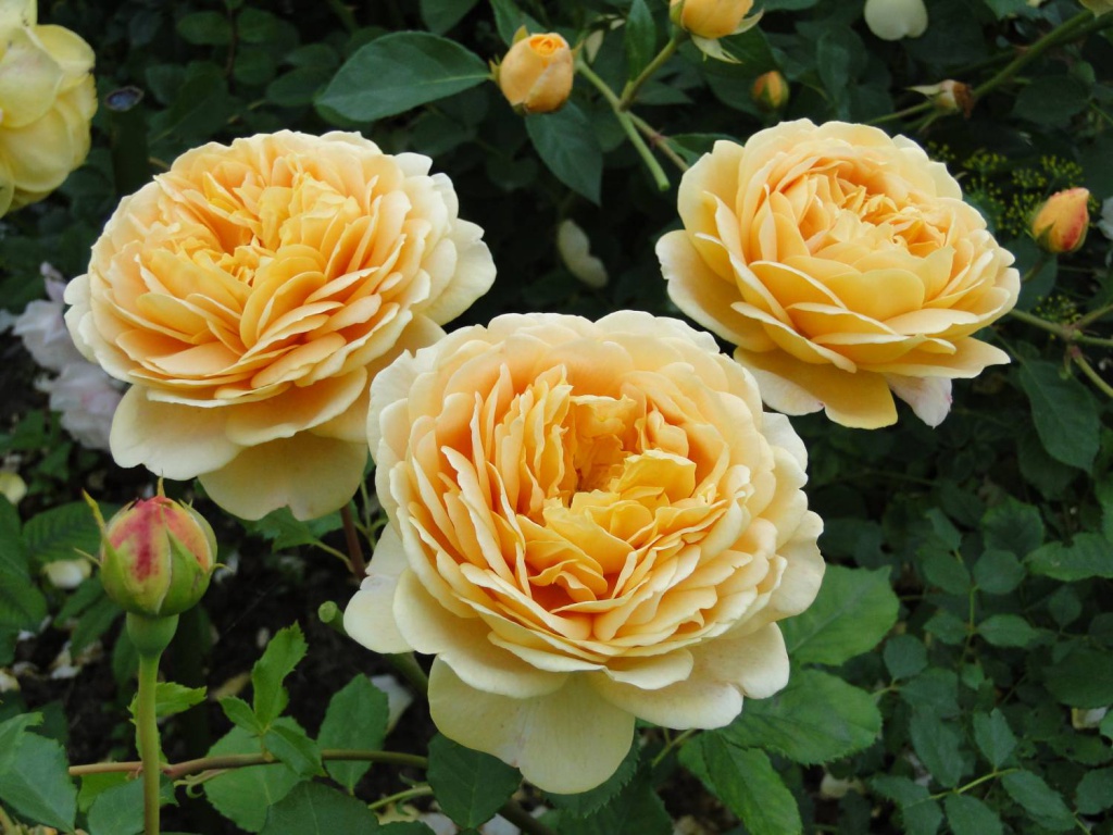 crocus-rose-12.jpg