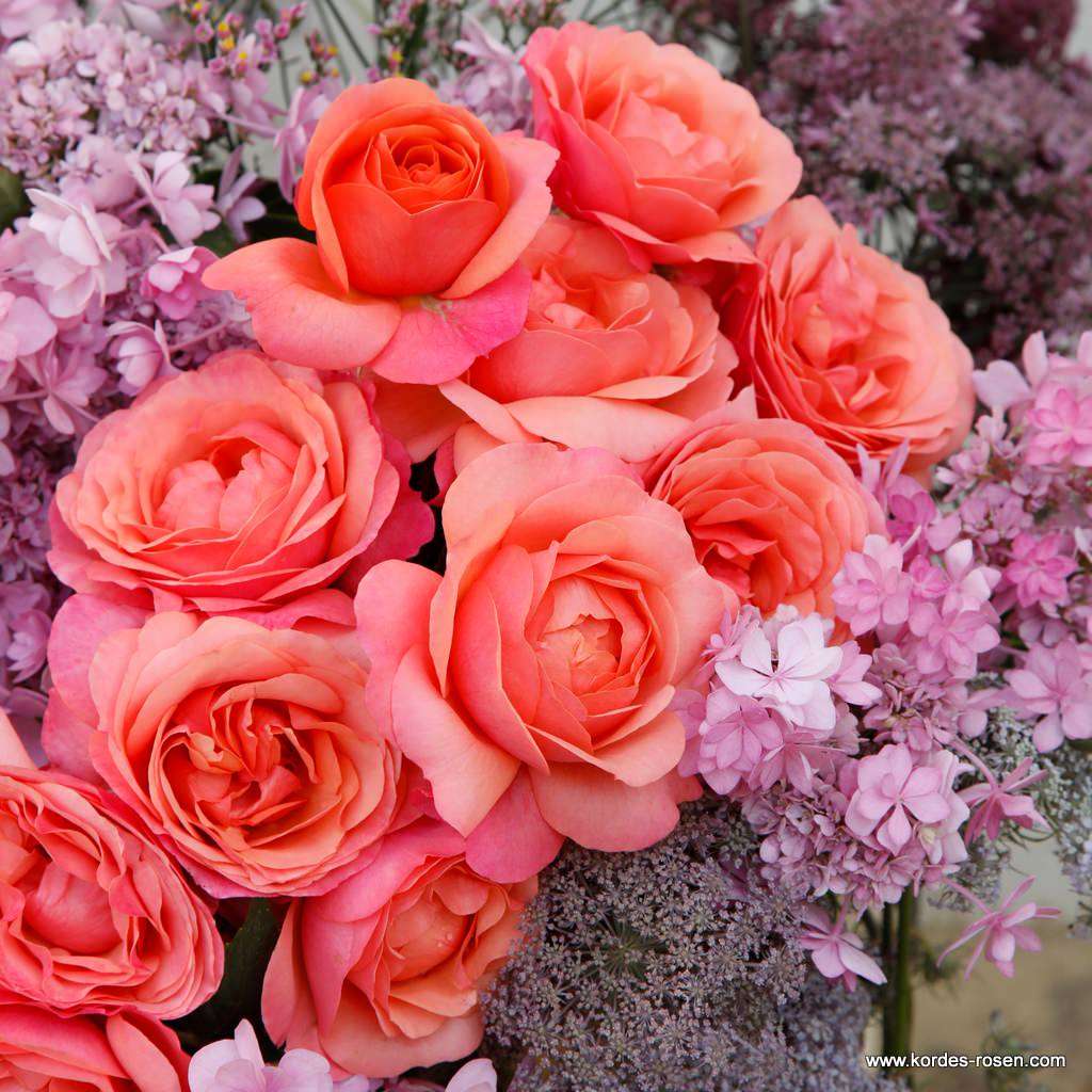 Coral-Lions-Rose_05.jpg Coral-Lions-Rose_05.jpg