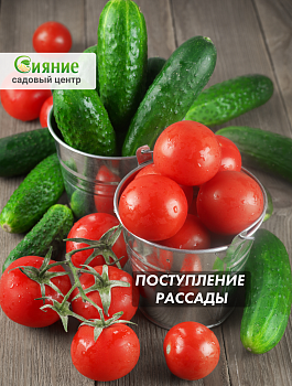 Поступление рассады овощей на Кедровой 32А