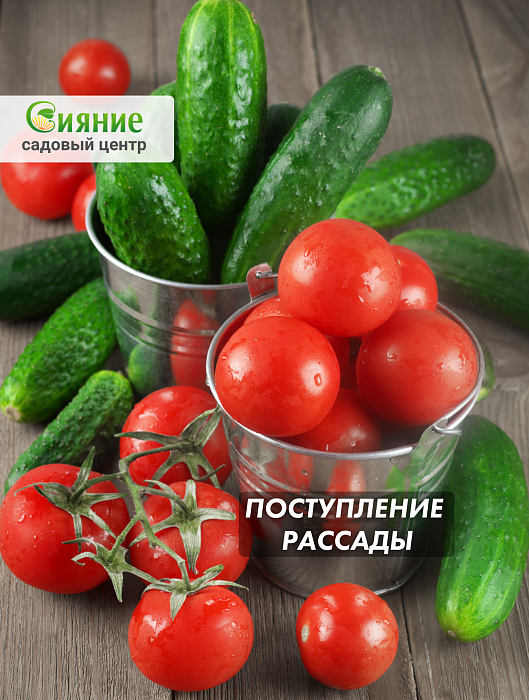 Поступление рассады овощей на Кедровой 32А