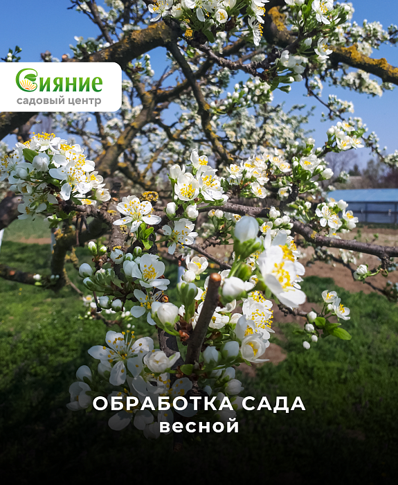 Обработка сада от вредителей и болезней