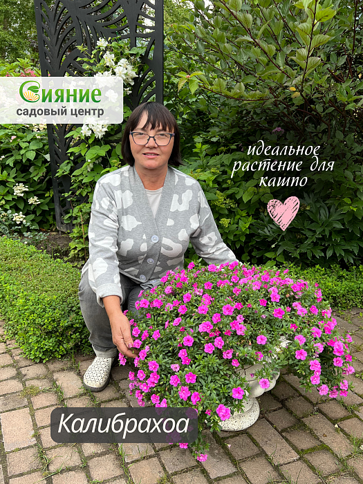 Поступление черенков калибрахоа в марте 2026 (Предзаказ)